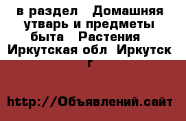  в раздел : Домашняя утварь и предметы быта » Растения . Иркутская обл.,Иркутск г.